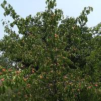古时杏林今更茂