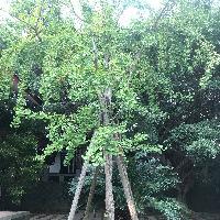 杏树